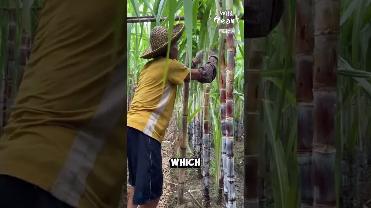 Sweet Success: How This Nonprofit Is Transforming Sugarcane Farming   