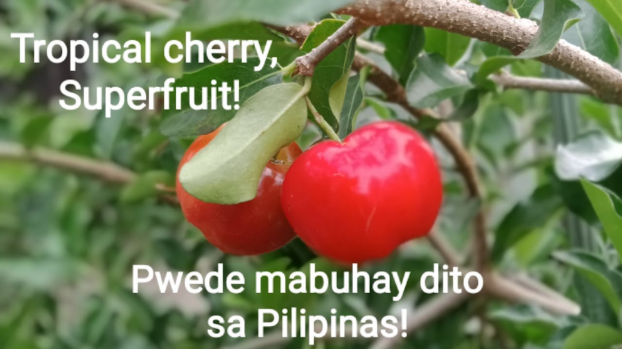 Acerola Cherry/ Barbados Cherry in La Union, Philippines