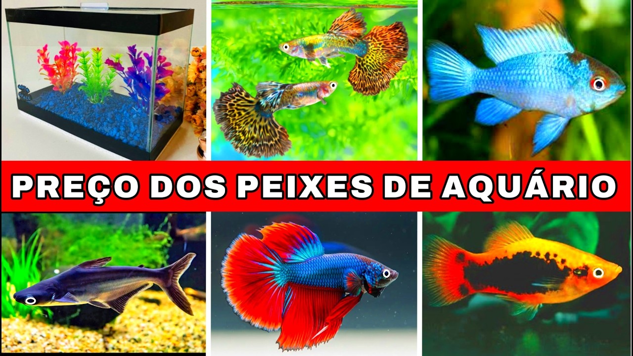 Preço de PEIXES de AQUÁRIO na RUA FLORIANO  2 - #aquario #aquarismobrasil