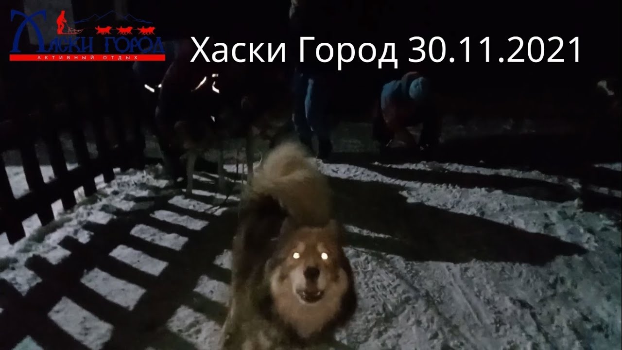 Хаски Город - 30.11.2021