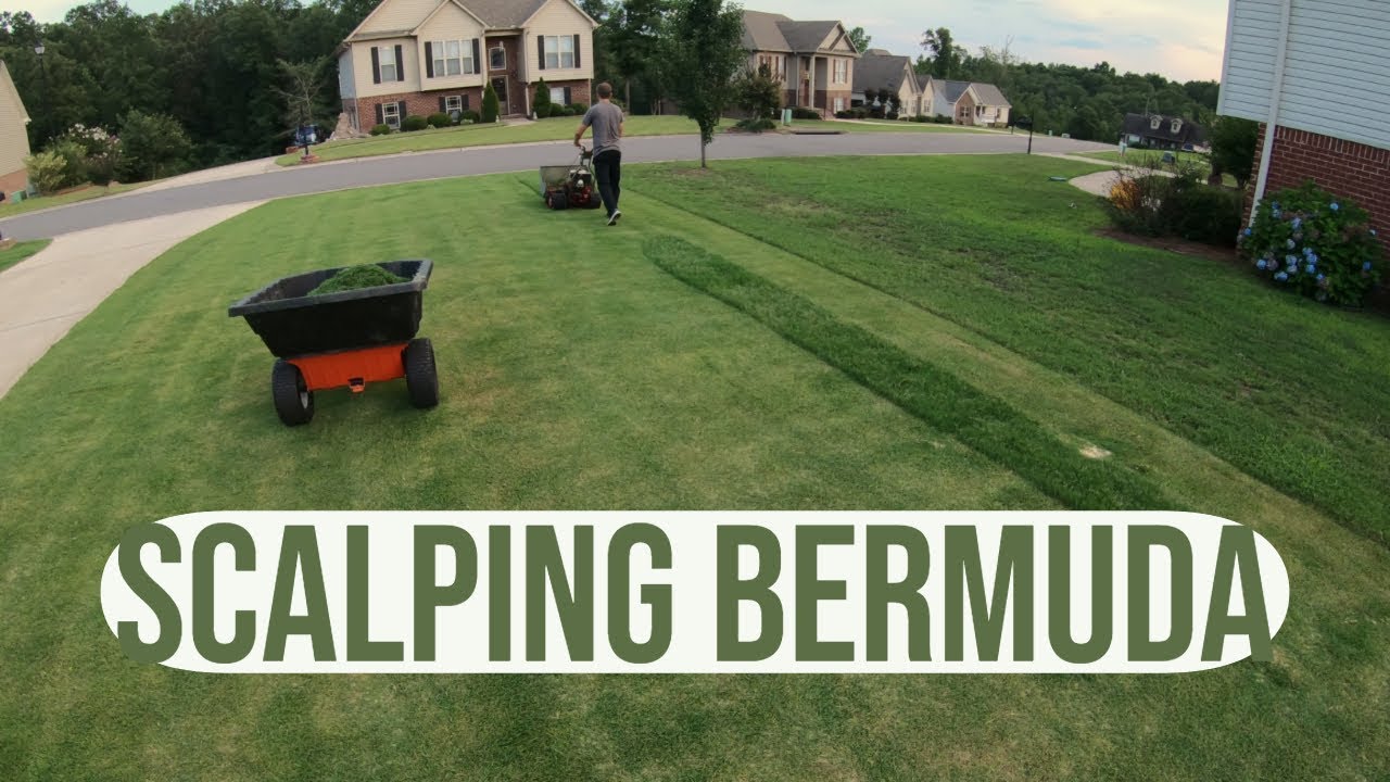 Scalping Bermuda Grass for Greener Lawn