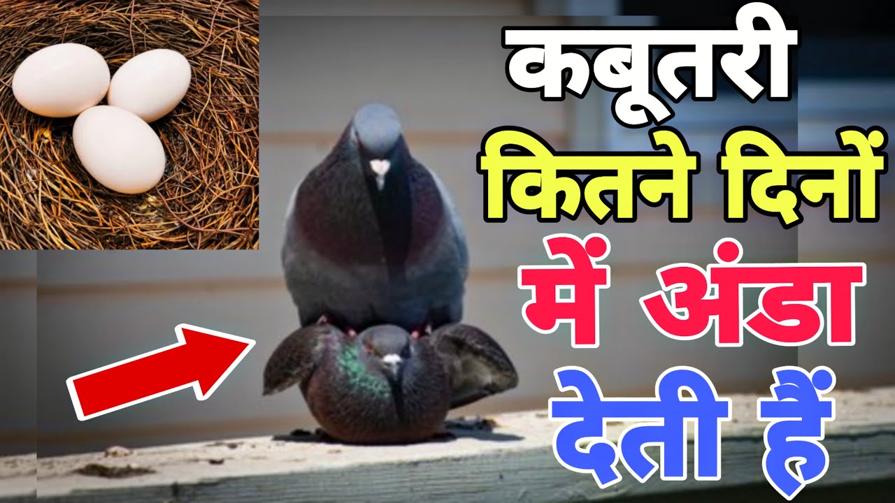 Kabootar Anda Kab Deta Hai | कबूतरी कितने दिनों में अंडा देती है | Pigeon Egg🥚