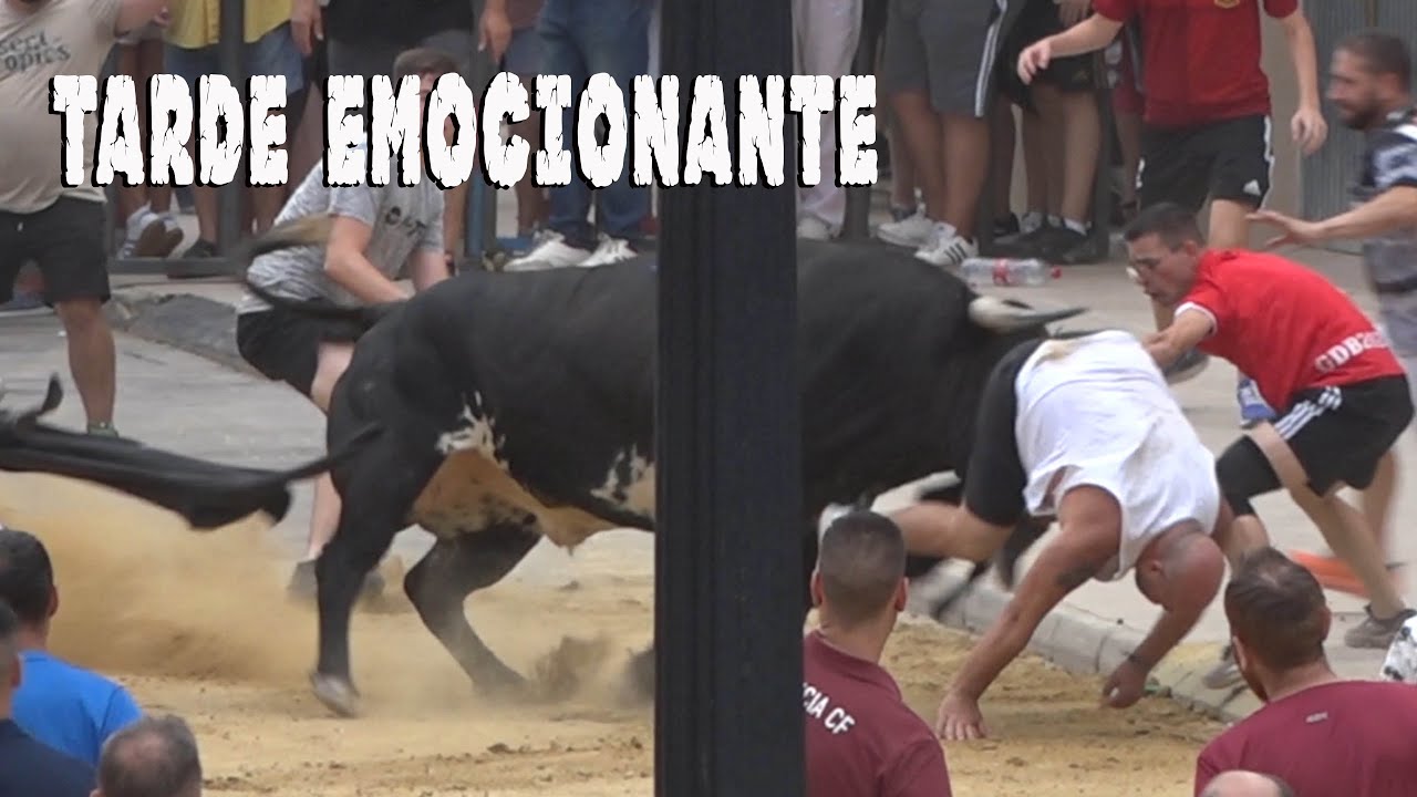 RAFELBUNYOL 3 TOROS IMPRESIONANTES