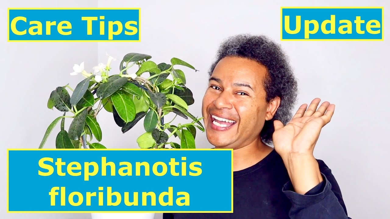Update & Care Tips - Stephanotis floribunda