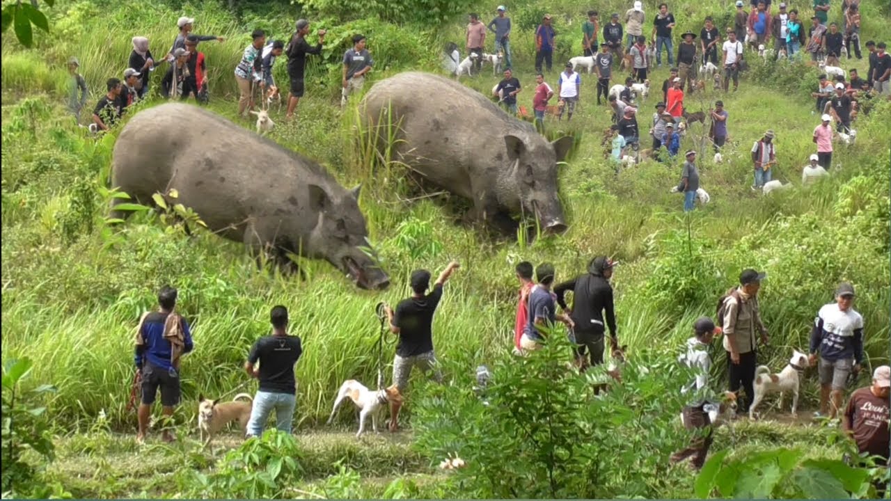 Best Of Wild Boar Hunting 2022-2023|| Amazing Video||Best Collection Video||