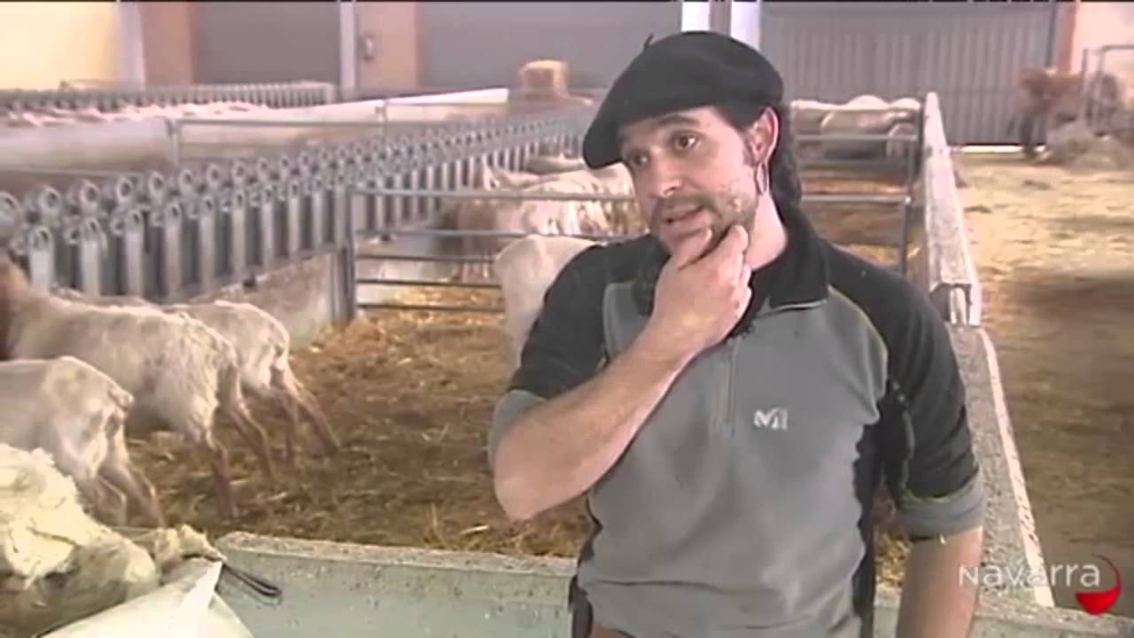 Adiestramiento de perros pastor