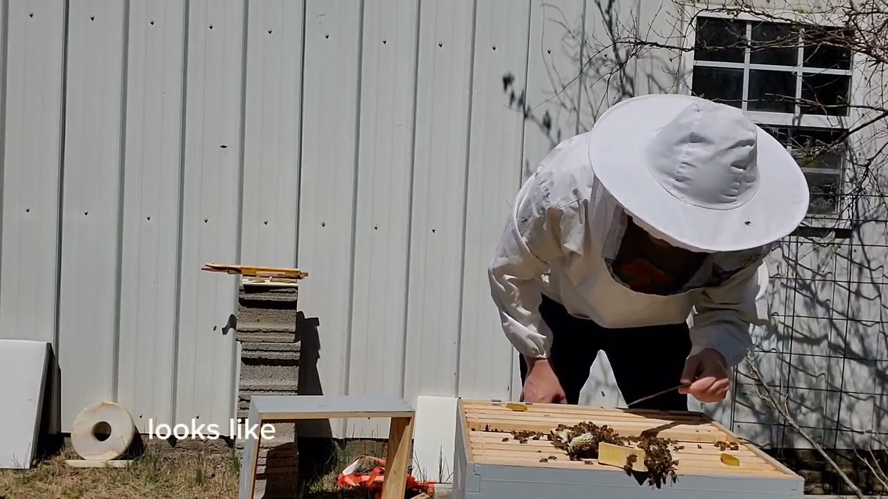 First Hive Inspection Easter 2023