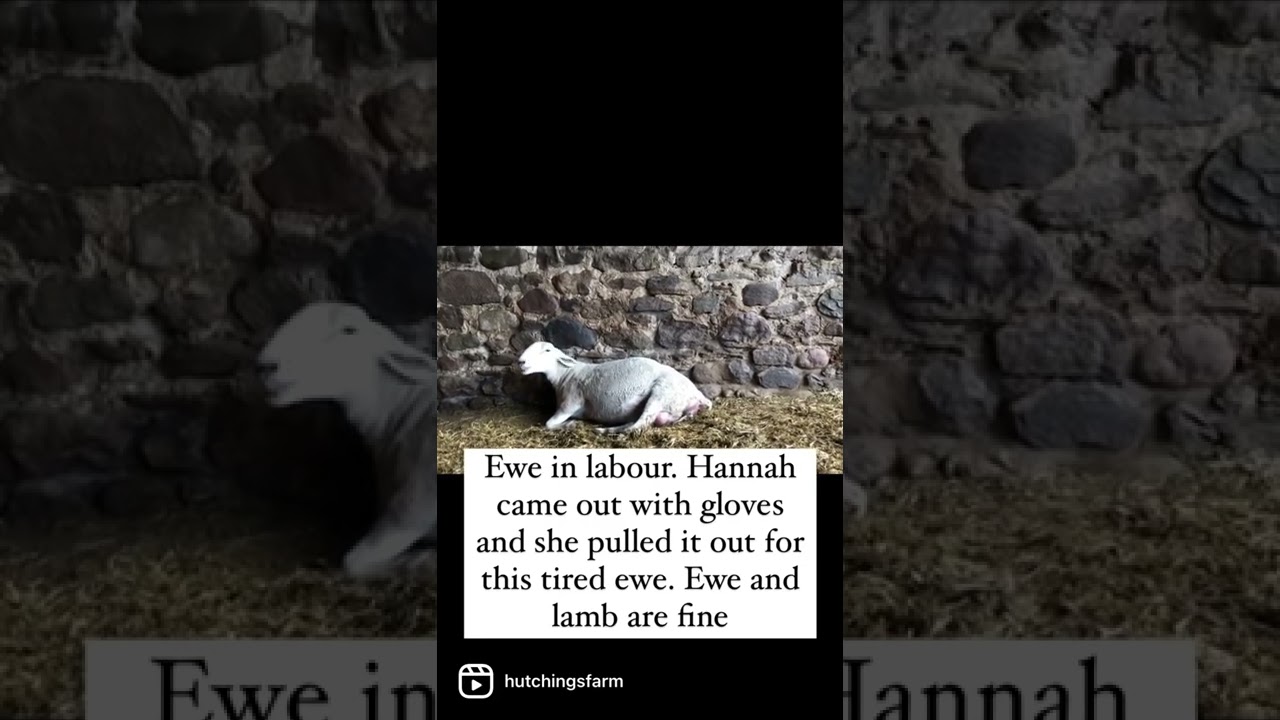 Tired ewe in labour