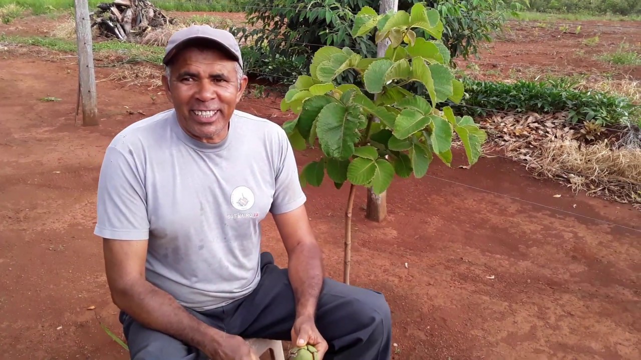 Como Plantar Pequi
