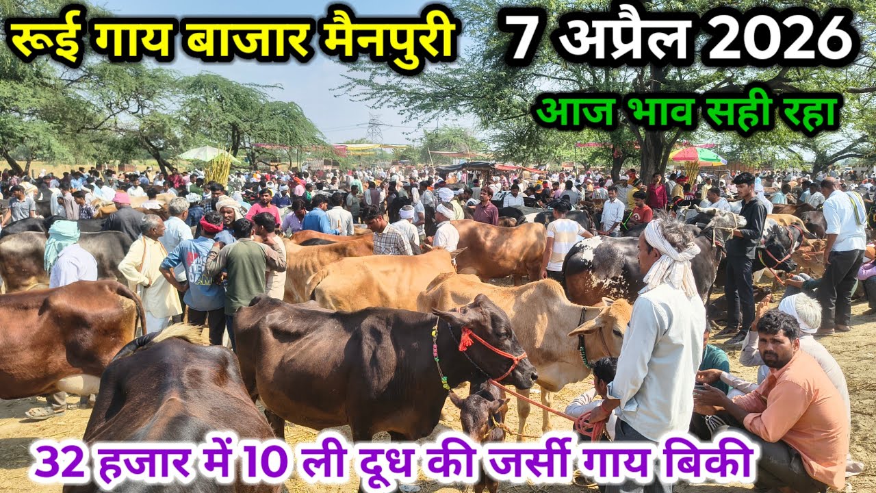 rui gay bajar ll 07 अप्रैल 2026 ll रूई गाय बाजार ll 32 हजार में 10 ली दूध की जर्सी गाय यहां से खरीदे