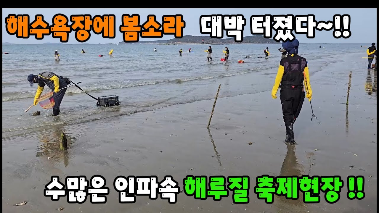 해수욕장에 봄소라 대박터졌다 ~!! 수많은 인파가 몰린 해루질 축제현장!!