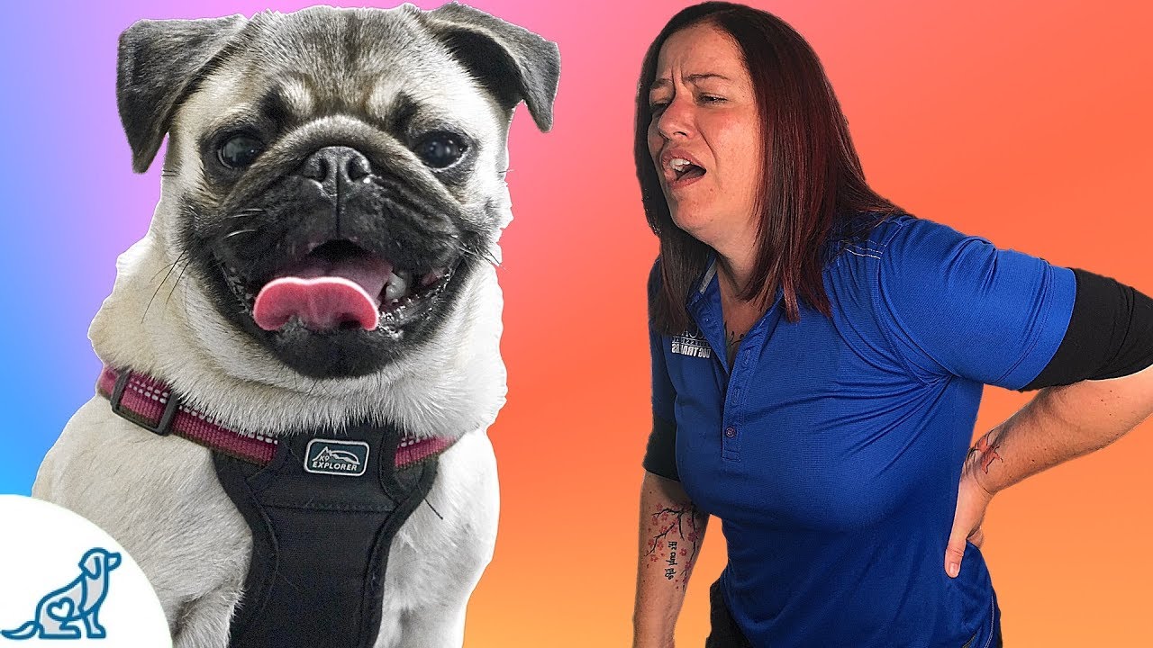 Small Dog Training - The Back Saving Secret That Professional Dog Trainers Know
