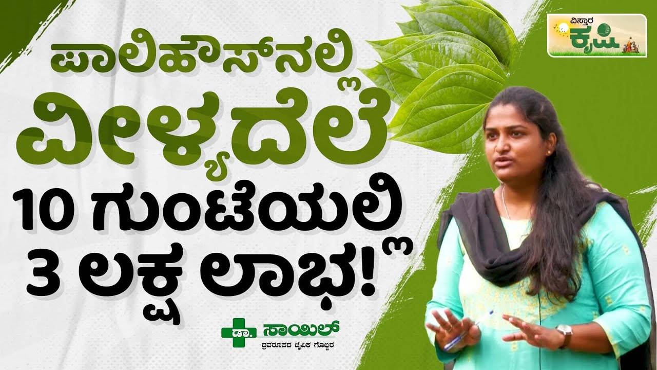 ಪಾಲಿಹೌಸ್‌ನಲ್ಲಿ ವೀಳ್ಯದೆಲೆ 10 ಗುಂಟೆಯಲ್ಲಿ 3 ಲಕ್ಷ ಲಾಭ! | Vistara Krishi | Betel Leaf Farming | Koppal