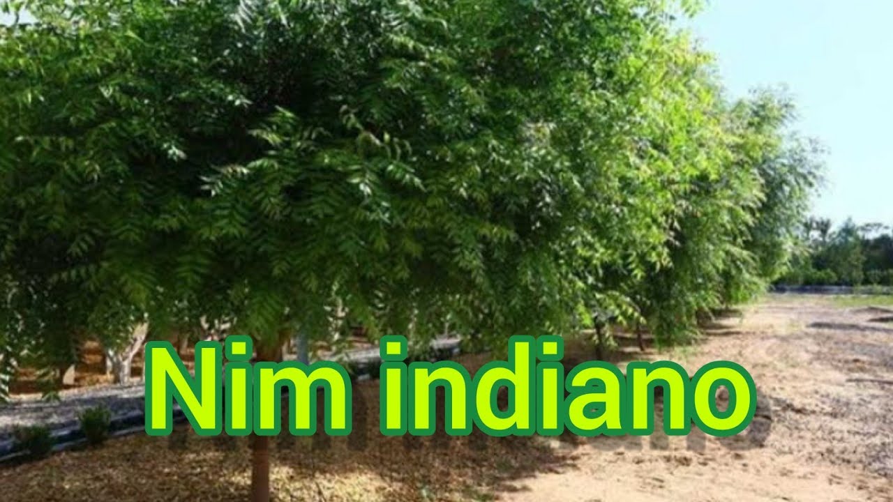 Nim indiano ,  conhecendo o nim  ,  neem,  neem - da - Índia , margoso NATUREZA