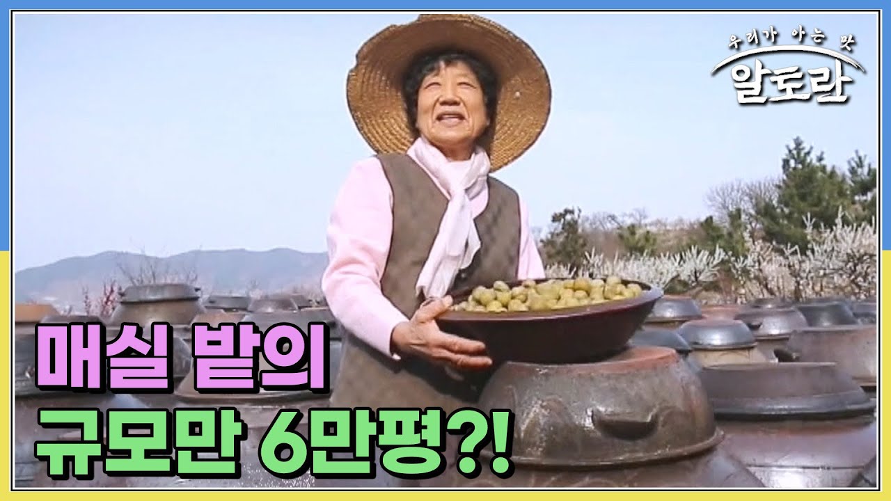 매실 밭의 규모만 6만 평?! 매실과 사랑에 빠져 인생을 바치게 된 명인의 사연은? MBN 230611 방송