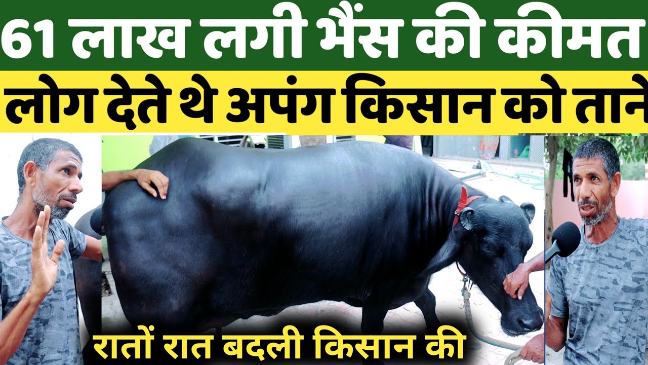 सोने का बच्चा देने वाली भैंस,61 लाख कीमत।खुराक और देखभाल में किसान ने बेच दिए 2 किले!