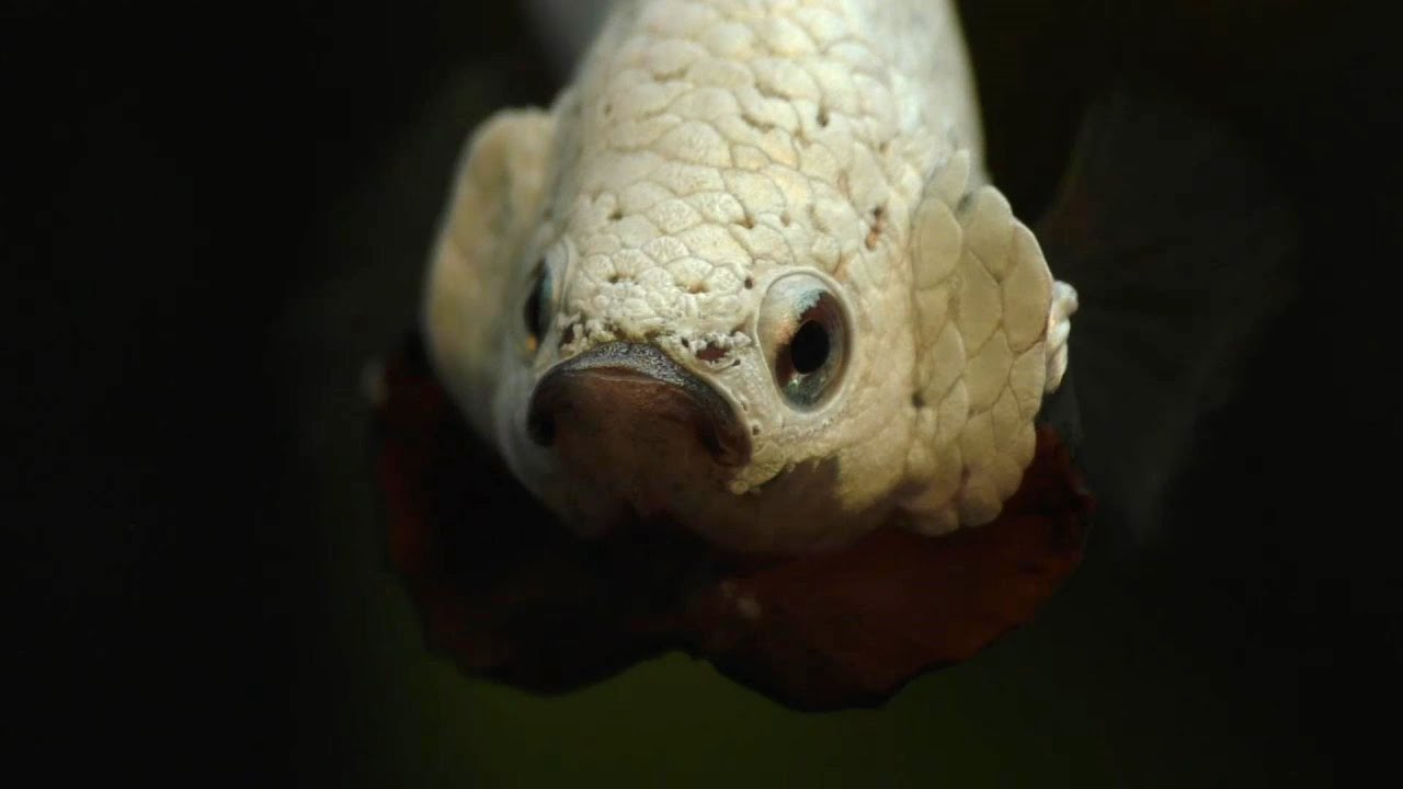 The Plakat Betta - The Most Aggressive Betta Fish