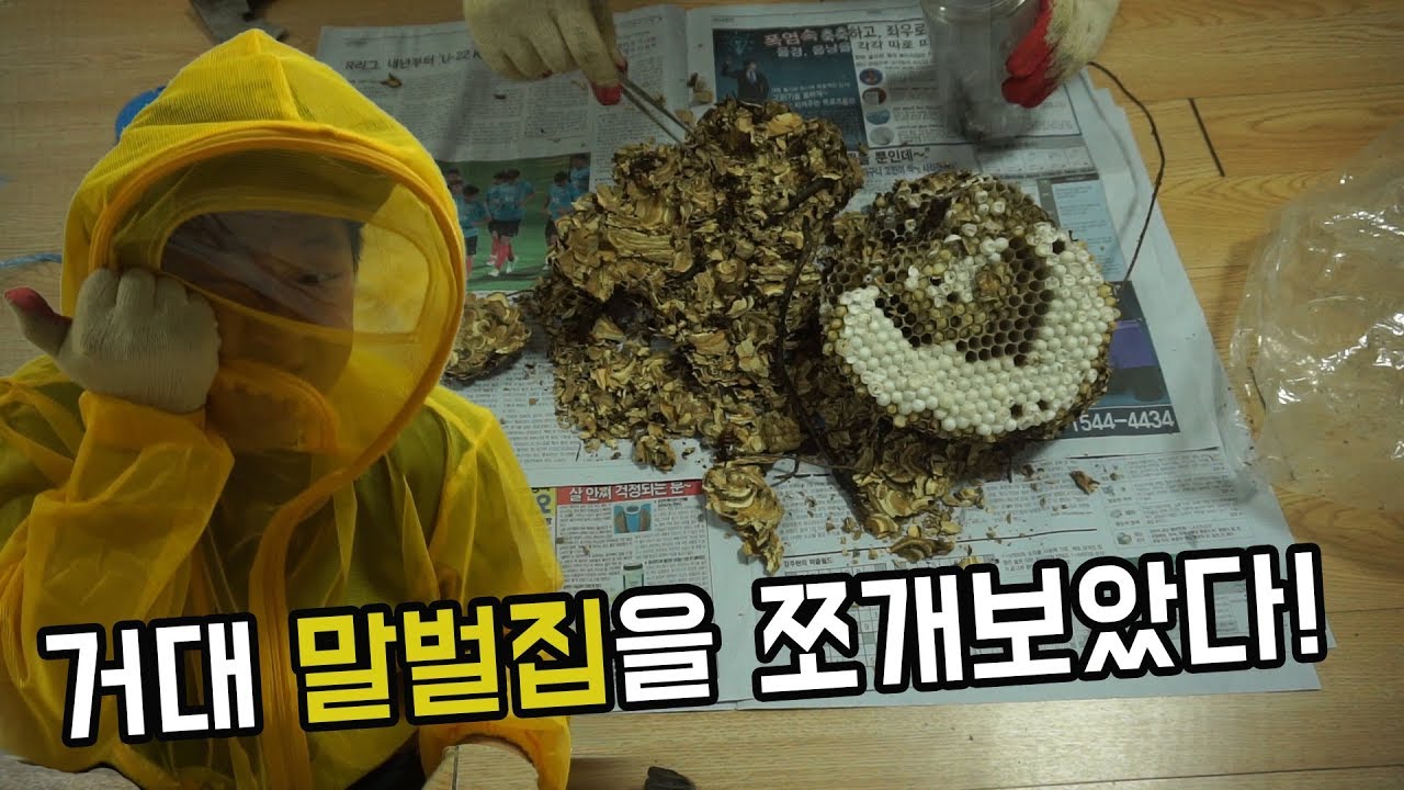 [도깨비]거대 말벌집을 쪼개보았다.(말벌과애벌레 수천마리 득실득실)