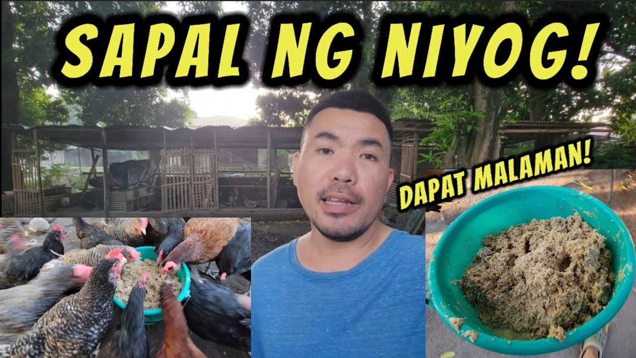 Mga dapat malaman sa pag bibigay ng sapal ng niyog sa manok!