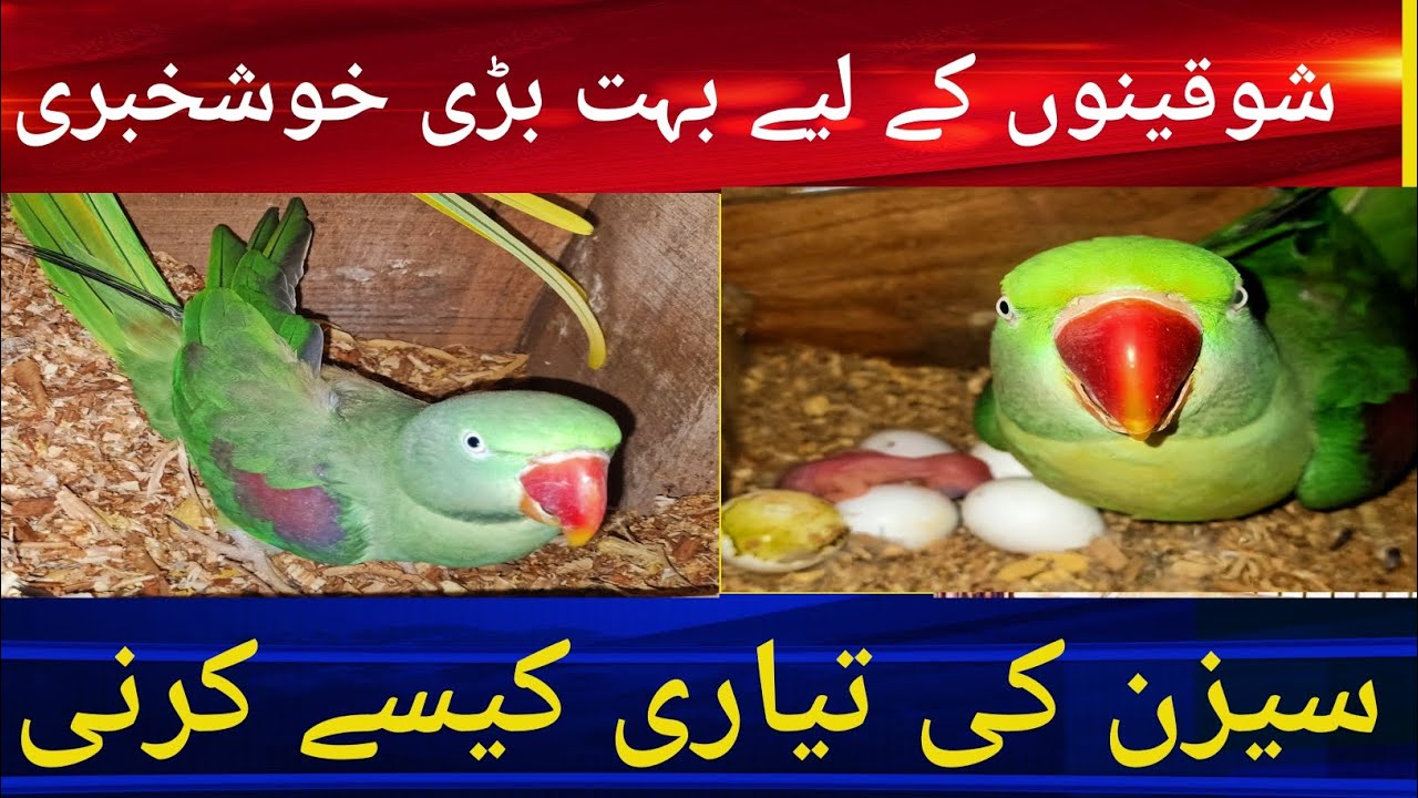 Alexander parrot Ringneck Parrot breeding tips in Urdu | Raw parrots breeding process
