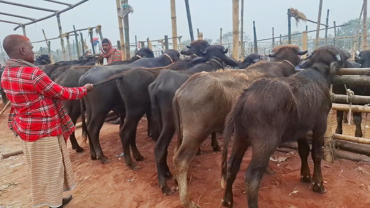 ১০/১/২৬/ উত্তরবঙ্গে শীতের প্রভাব! অবিশ্বাস্য ভাবে ছোট মহিষের দা*ম বৃদ্ধি পেল রাজশাহী সিটি হাট!!