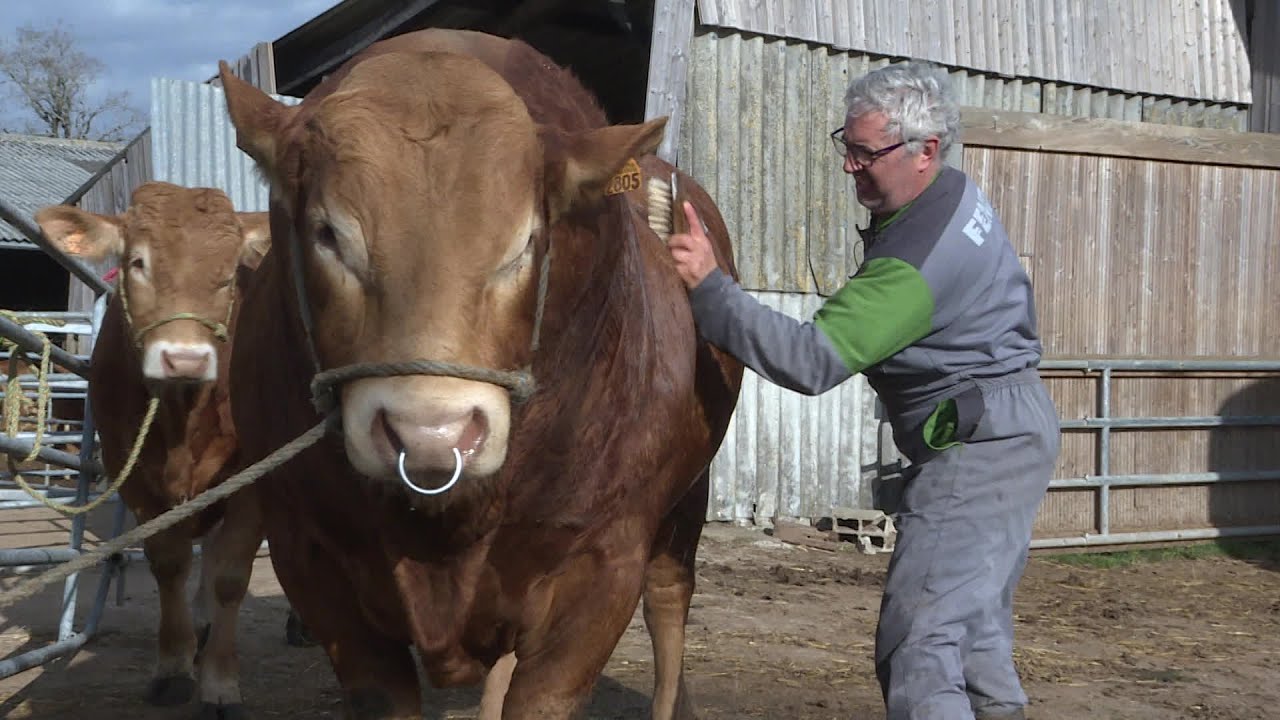 Nelson, ce taureau limousin du Cantal qui pourrait briller à Paris