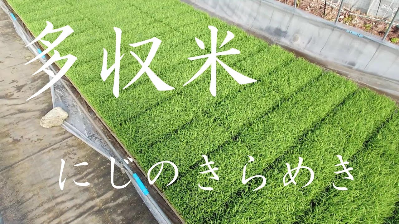 【2024】新しく品種追加しました。その名はにじのきらめき！