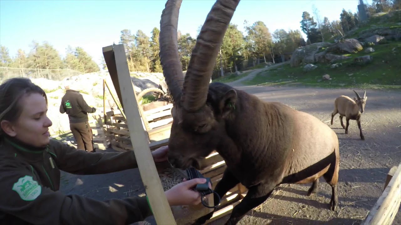 Continuous feeding with the Alpine Ibex
