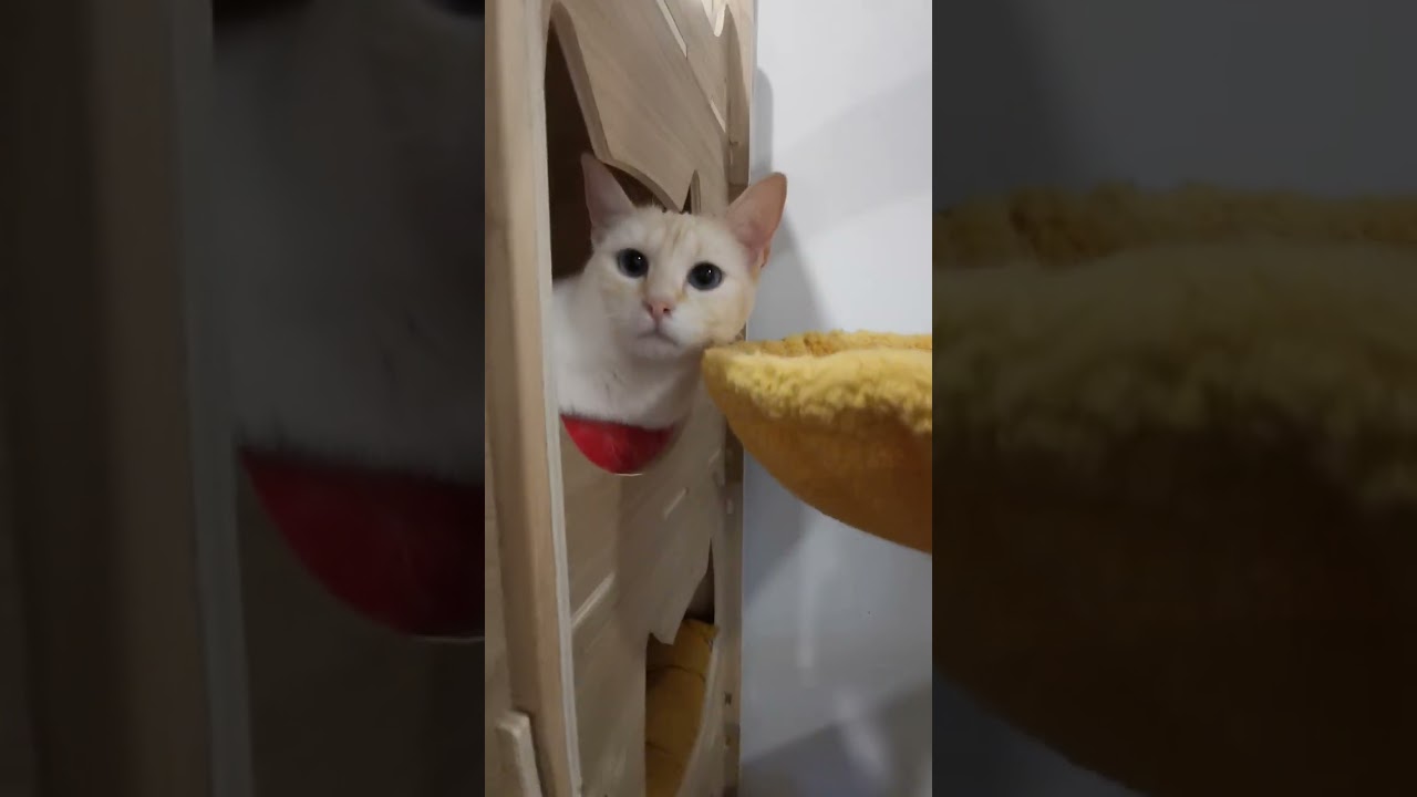 Chats en vacances - La vidéo du jour : 18/04/2025