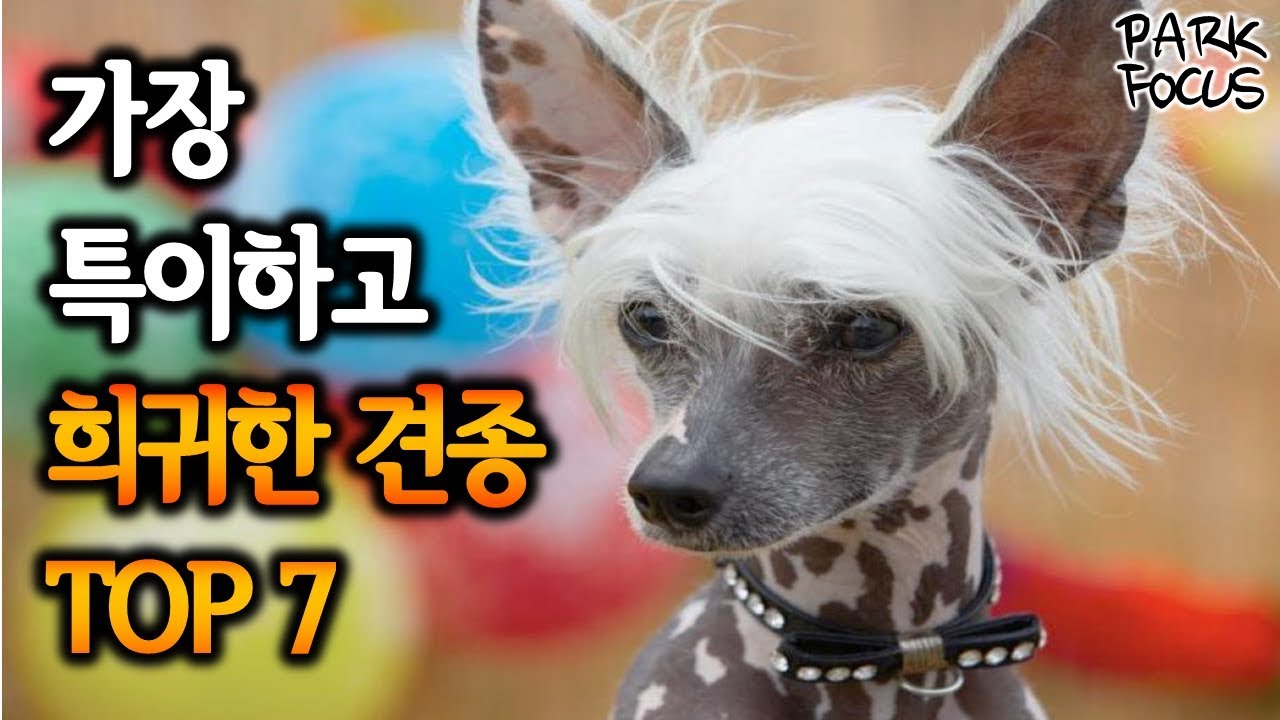 세상에서 가장 특이하고 희귀한 견종 TOP 7