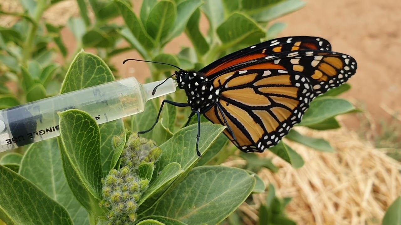 Monarch Butterfly 🦋 Sugar water 💧 feeding