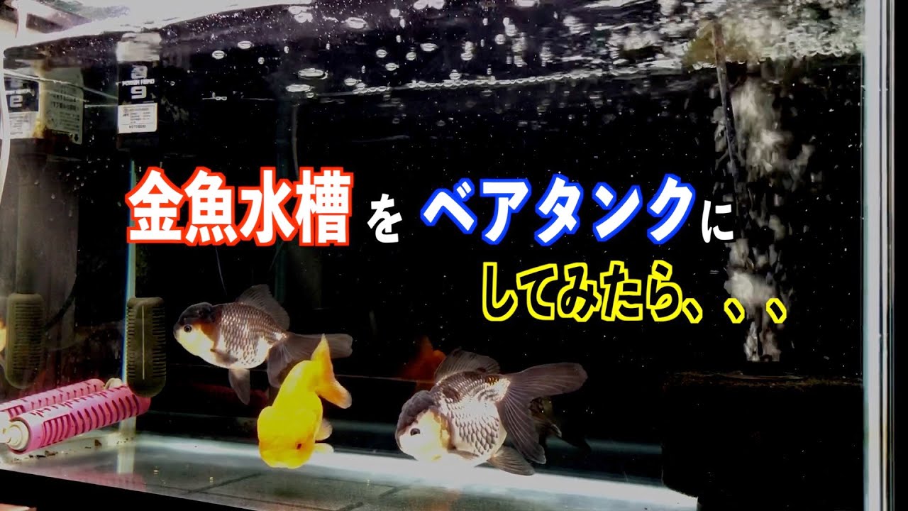 【金魚】60cm金魚水槽をベアタンクにしてみたら、、、