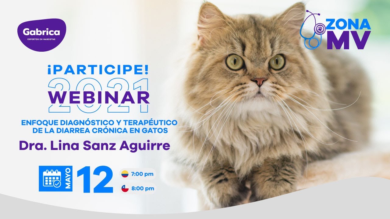 ENFOQUE DIAGNÓSTICO Y TERAPÉUTICO DE LA DIARREA CRÓNICA EN GATOS 🧑‍⚕🐱