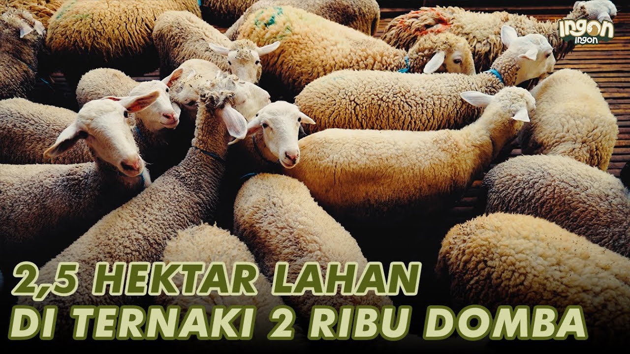 Ternak Domba Langsung Gas, Setahun Populasi Hampir 2000 Domba