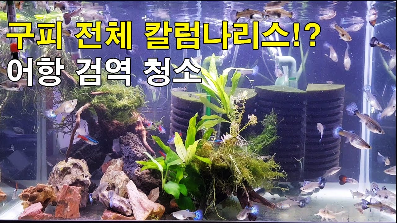 [#거북이씨​] 구피 단체로  칼럼나리스!? 설마 ... 어항 검역 및 전체 청소