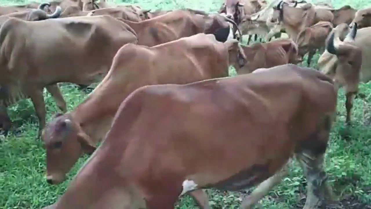 Gir Cow Milk Benefits By Natural Grazing On Organic Farms