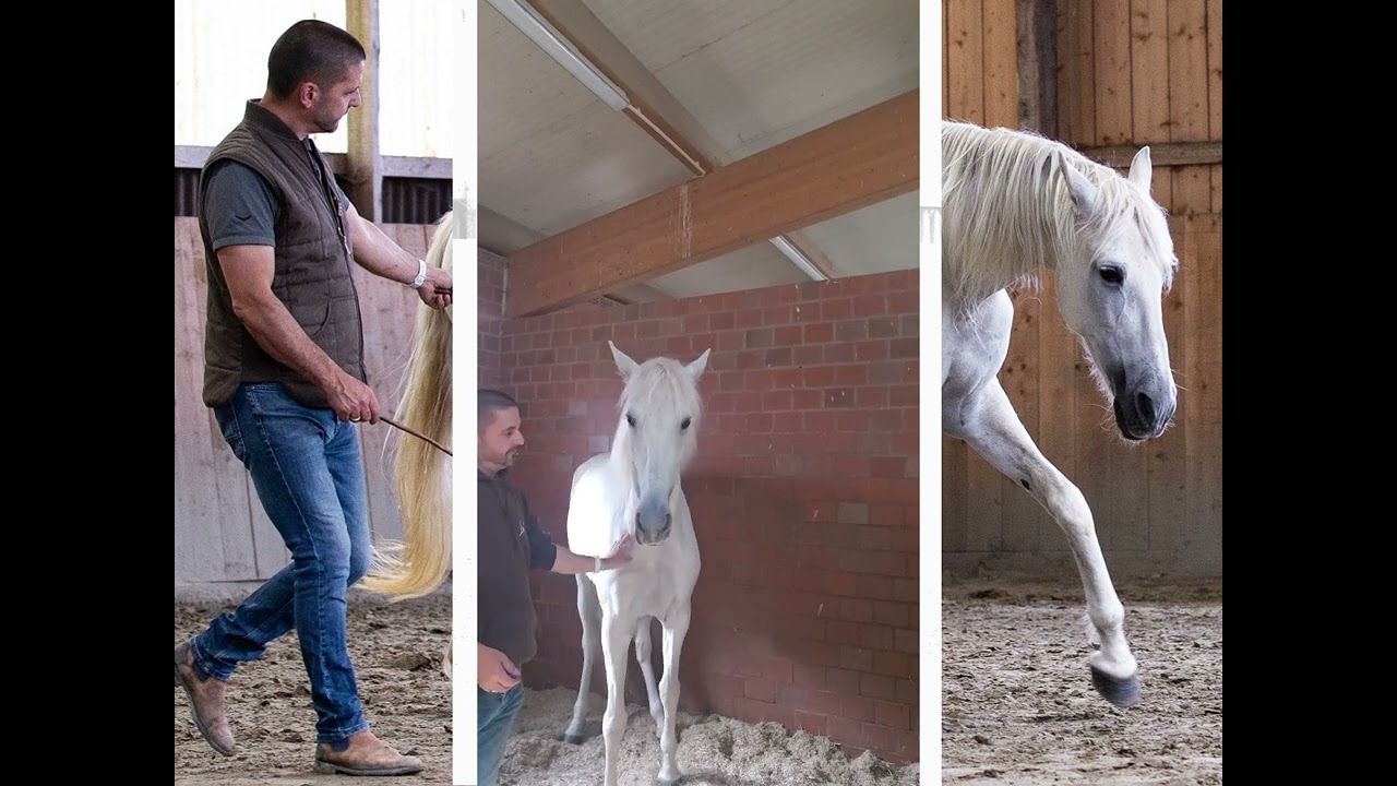 ⚜️ ERLERNTE HILFLOSIGKEIT ODER GEHORSAM ⚜️