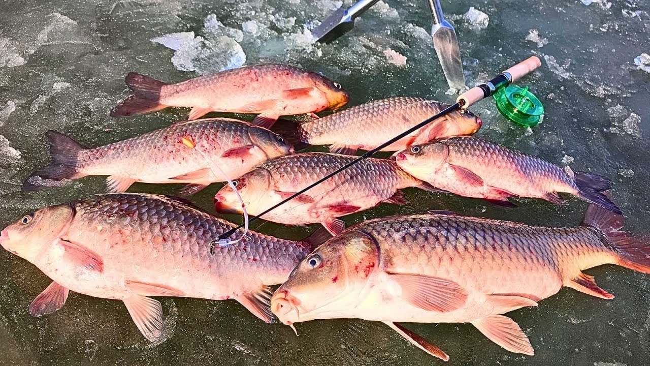 РЕКОРДНІ  КАРАСІ та САЗАНИ, Закриття сезону ТОП Рибалка на кивок