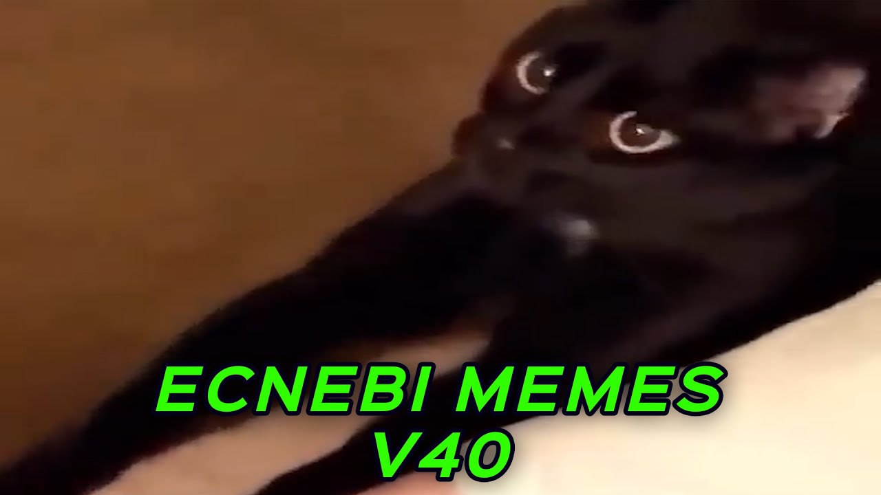 ECNEBI MEMES V40