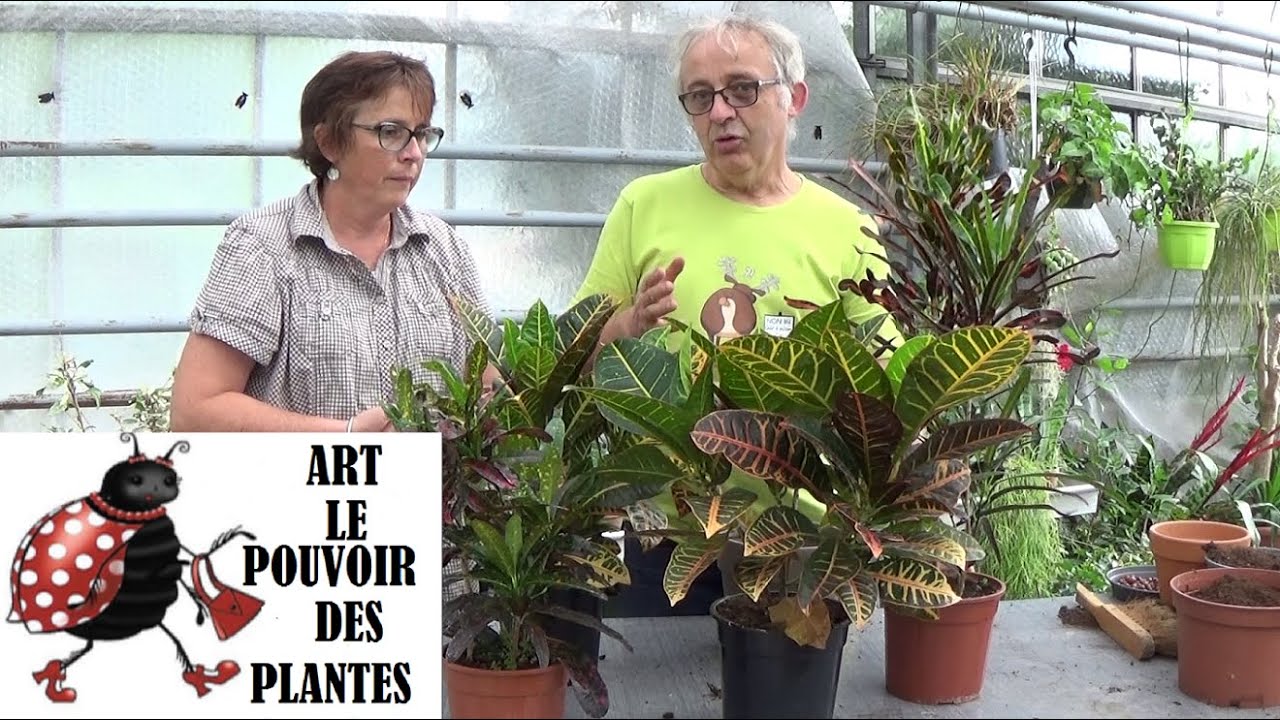 Conseil jardinage: Croton: Entretien et arrosage: Plante verte