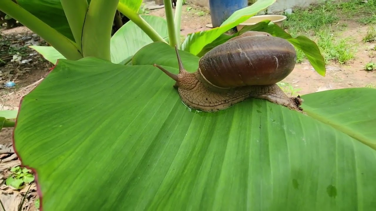 Why Snails Move This Way (You've Never Noticed Before)