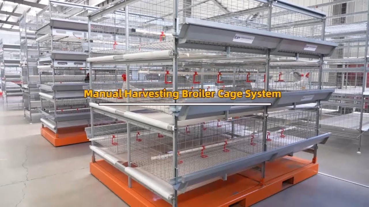 Manual Harvesting Broiler Cage System for Large Scale Chicken Farm