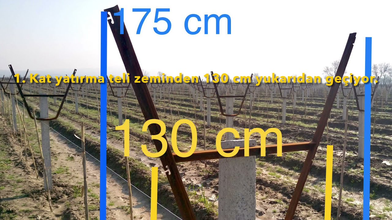 Yeni oluşturulmuş bağa “V” sisteminin montajı ve maliyeti- Bağ yetiştirme aşamaları serisine devam.