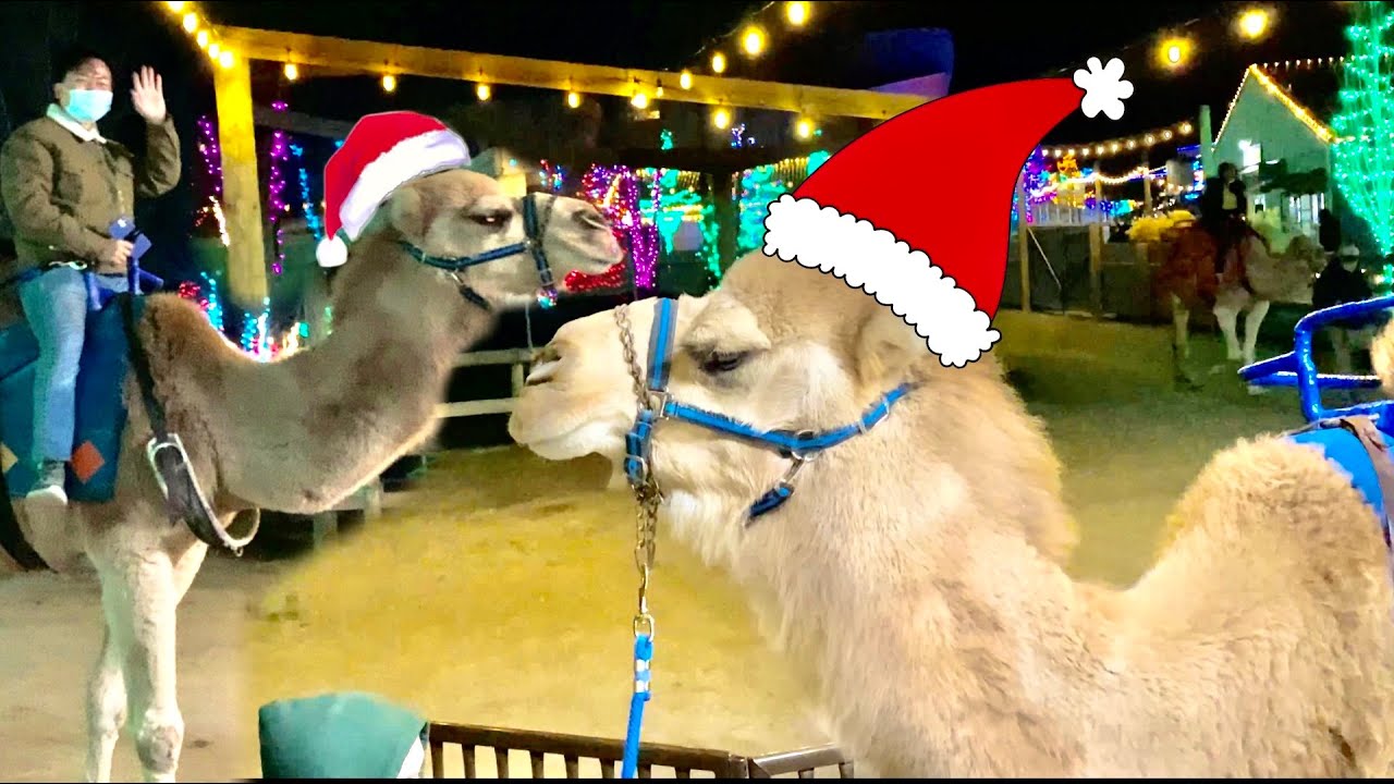 Camel Ride (Christmas at Ark Encounter 2020)