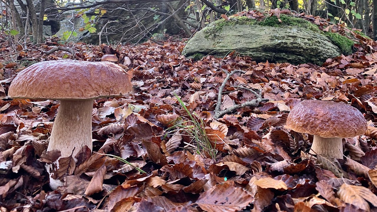 PORCINI E BOMBE IN FUNGAIA 🇬🇪