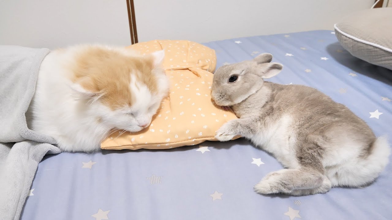 猫が眠りはじめると枕元にやってきて寝顔を見守り続けるうさぎさんが本物の家族すぎる
