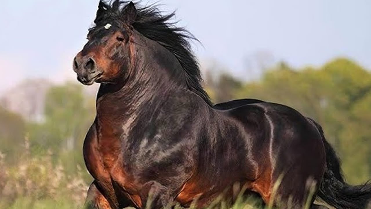 Les 10 Chevaux Les Plus Puissants Du Monde