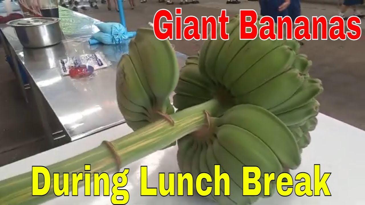 Lunch Time at my Work place, A Day in my life. Giant Bananas