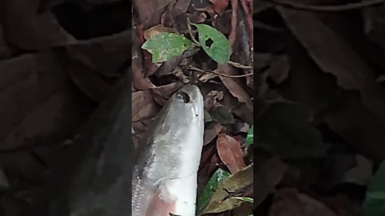 Selama tau pancing baru kali ini saya dapat ikan Toman gass 