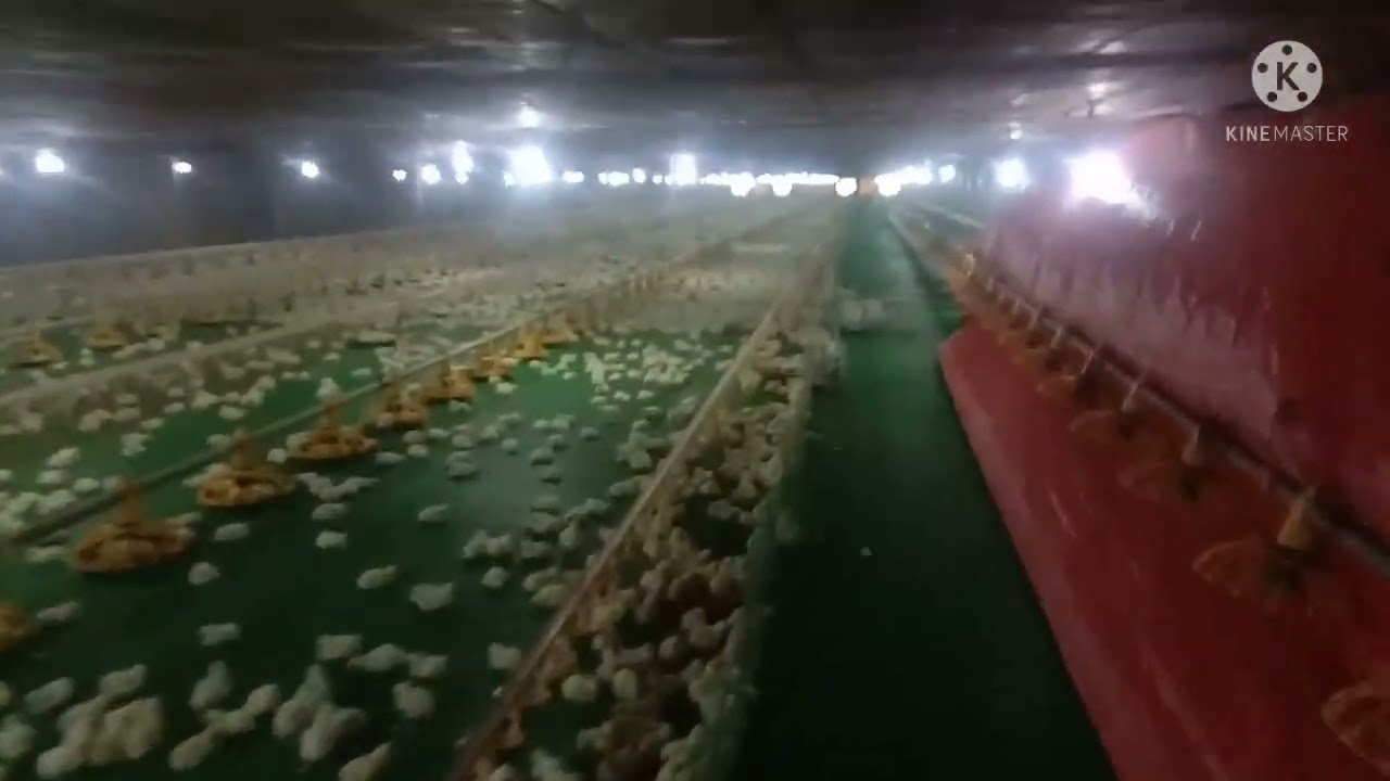 Tunnel Ventalated Building for Broiler Chicken [45 days chicken]